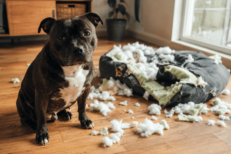 Why dogs destroy beds: Staffordshire Bull Terrier sitting beside a completely shredded foam dog bed
