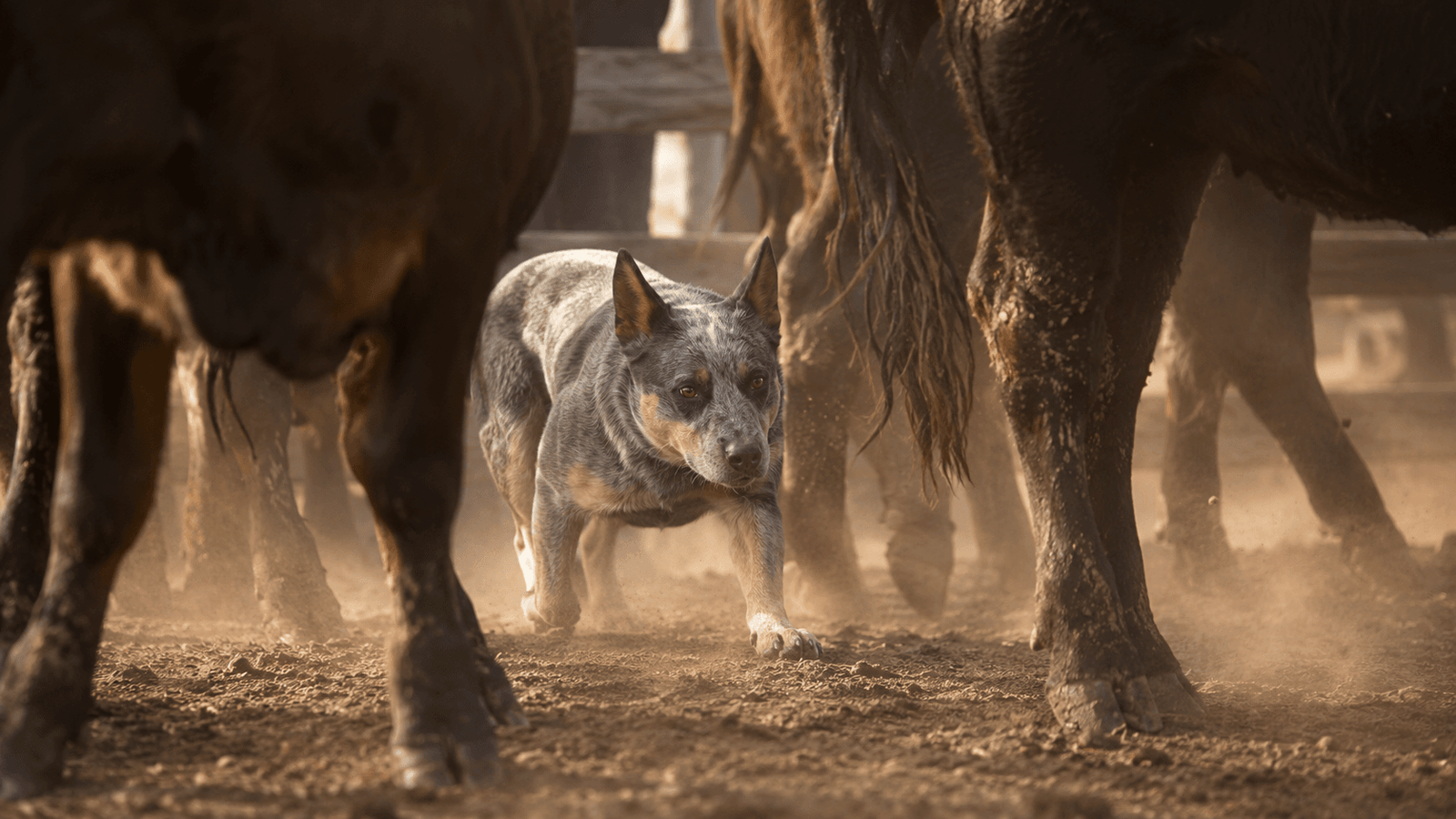 Blue heeler Australian cattle dog crouched low and watchful behind cattle in a dusty stockyard, ears pricked.