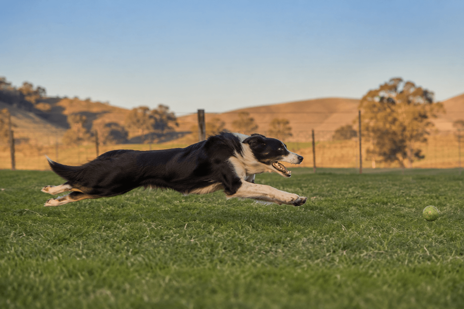 Energetic black and white border collie in full sprint across a green paddock chasing a ball, complete focus and athleticism, warm golden hour light, Australian rural setting.
