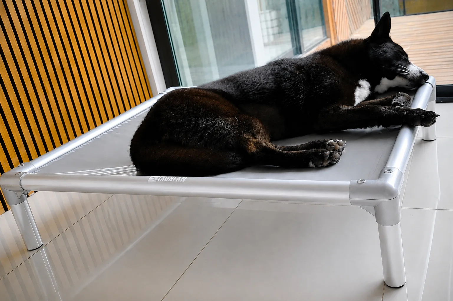 Kelpie resting on a black elevated dog bed with matte black PVC fabric and silver anodised aluminium frame inside a professional outdoor kennel facility with concrete flooring and corrugated steel walls.