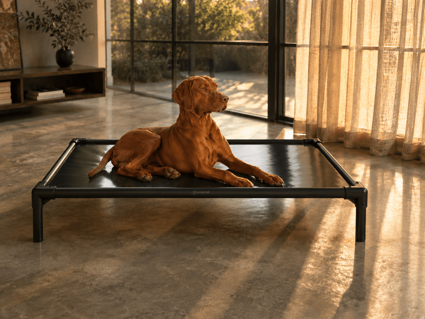 Rust-red Vizsla resting on a glossy black IronPaw Shadow elevated dog bed in a warm modern living room with golden-hour sunlight, polished concrete floor, sheer curtains, and black steel-framed windows.