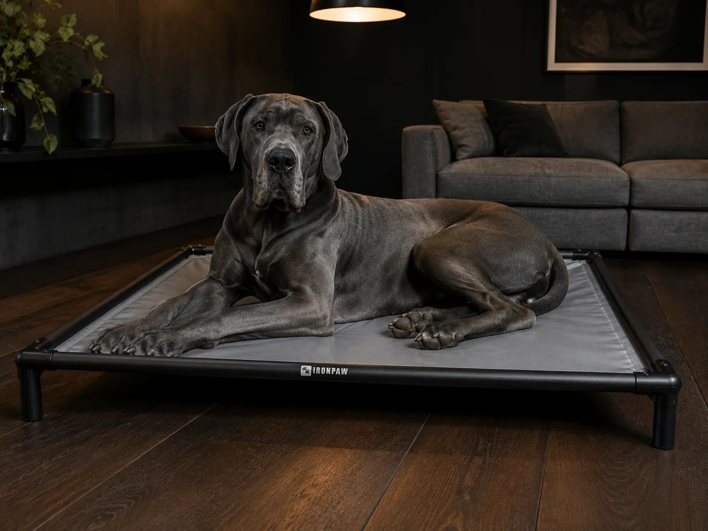 Interior lifestyle photo of a Great Dane lying calmly on an IronPaw Slate elevated dog bed with glossy neutral grey PVC fabric, matte black aluminium frame, rounded corner connectors, bare tube legs, and a pale laser-engraved logo centred on the front rail, set on dark European oak flooring in a moody contemporary living room.