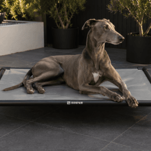 Candid lifestyle photo of a Greyhound lying elegantly on an IronPaw Slate elevated dog bed with glossy neutral grey PVC fabric, matte black aluminium frame, rounded corner connectors, bare tube legs, and a pale laser-engraved logo centred on the front rail, set on dark charcoal tiles in a modern Australian patio with black planters and olive trees.