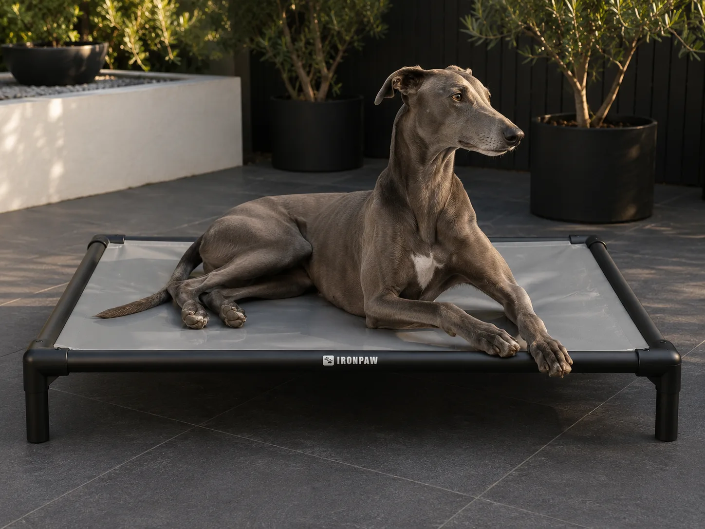 Candid lifestyle photo of a Greyhound lying elegantly on an IronPaw Slate elevated dog bed with glossy neutral grey PVC fabric, matte black aluminium frame, rounded corner connectors, bare tube legs, and a pale laser-engraved logo centred on the front rail, set on dark charcoal tiles in a modern Australian patio with black planters and olive trees.