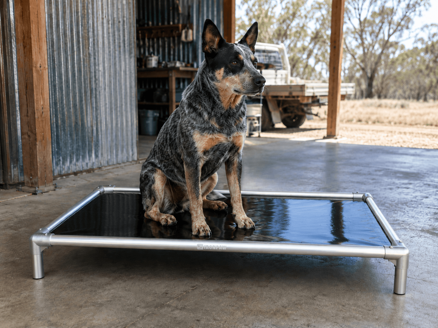 Alert Blue Heeler sitting on a glossy black IronPaw Steel elevated dog bed with a brushed silver frame in a covered Australian work shed with corrugated steel walls, timber posts, polished concrete floor, and a ute in the background.