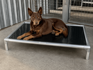 Documentary-style photo of a Kelpie lying alert on an IronPaw Steel elevated dog bed with glossy black PVC fabric and a brushed silver aluminium frame, set on a concrete floor inside a professional outdoor kennel with corrugated iron walls.