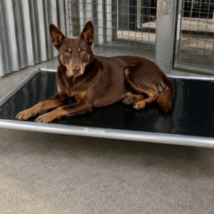 Documentary-style photo of a Kelpie lying alert on an IronPaw Steel elevated dog bed with glossy black PVC fabric and a brushed silver aluminium frame, set on a concrete floor inside a professional outdoor kennel with corrugated iron walls.
