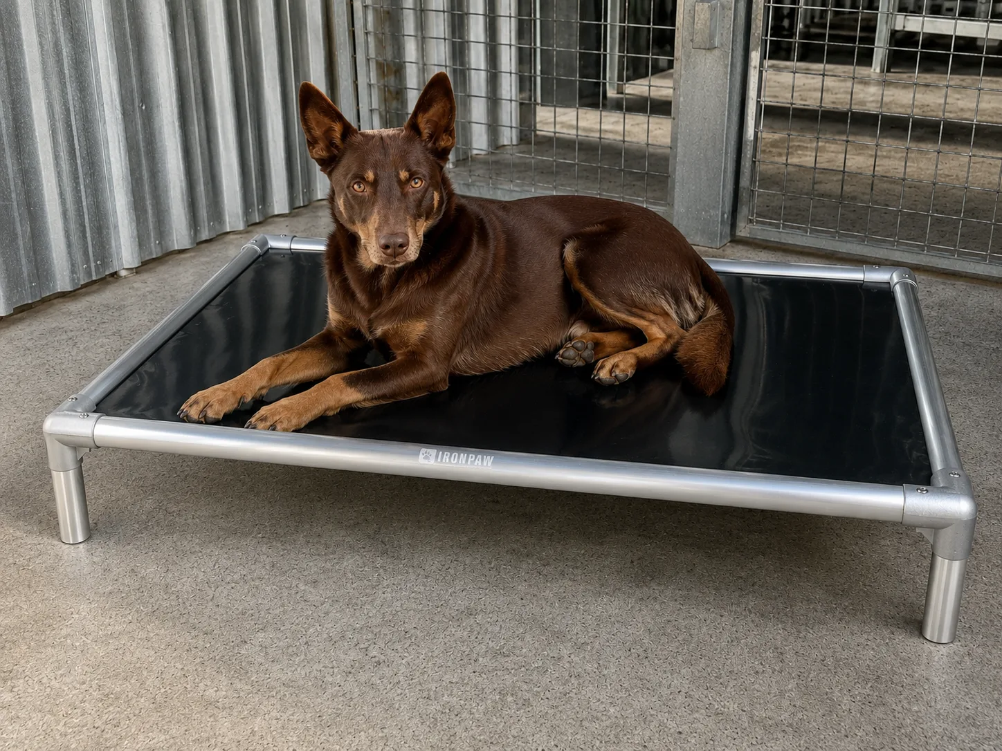 Documentary-style photo of a Kelpie lying alert on an IronPaw Steel elevated dog bed with glossy black PVC fabric and a brushed silver aluminium frame, set on a concrete floor inside a professional outdoor kennel with corrugated iron walls.