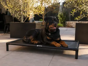 Large Rottweiler lying calmly on a Shadow Elevated Dog Bed with glossy black PVC fabric, matte black aluminium frame, rounded corner connectors and clean tube legs on a modern Australian patio in warm afternoon sunlight.