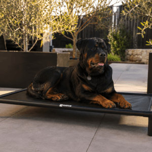 Large Rottweiler lying calmly on a Shadow Elevated Dog Bed with glossy black PVC fabric, matte black aluminium frame, rounded corner connectors and clean tube legs on a modern Australian patio in warm afternoon sunlight.